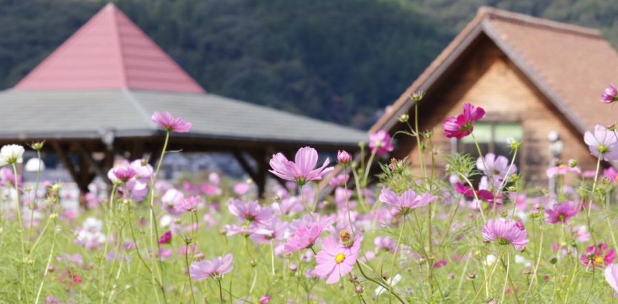 2018コスモス祭りでPRします